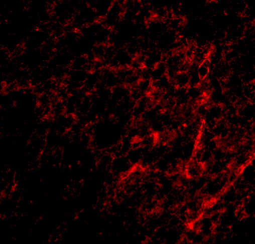 a11286 aifm3 primary antibodies if testing 3