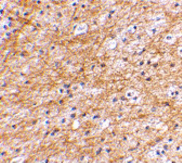 a11286 aifm3 primary antibodies ihc testing 2