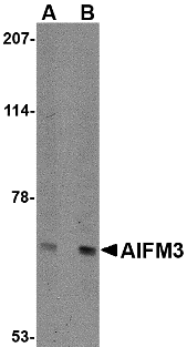 a11286 aifm3 primary antibodies wb testing 1