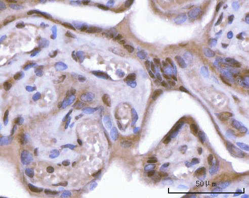 Figure 4. IHC analysis of SF3A2 using anti-SF3A2 antibody (A11289-2). SF3A2 was detected in a paraffin-embedded section of human placenta tissue. Heat mediated antigen retrieval was performed in EDTA buffer (pH 8.0, epitope retrieval solution). The tissue section was blocked with 10% goat serum. The tissue section was then incubated with 2 microg/ml rabbit anti-SF3A2 Antibody (A11289-2) overnight at 4°C. Peroxidase Conjugated Goat Anti-rabbit IgG was used as secondary antibody and incubated for 30 minutes at 37°C. The tissue section was developed using HRP Conjugated Rabbit IgG Super Vision Assay Kit (Catalog # SV0002) with DAB as the chromogen.