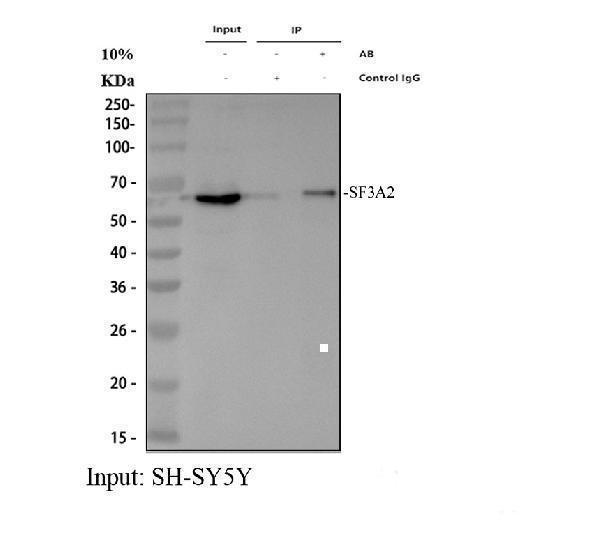 a11289 2 sf3a2 primary antibodies ip testing 1
