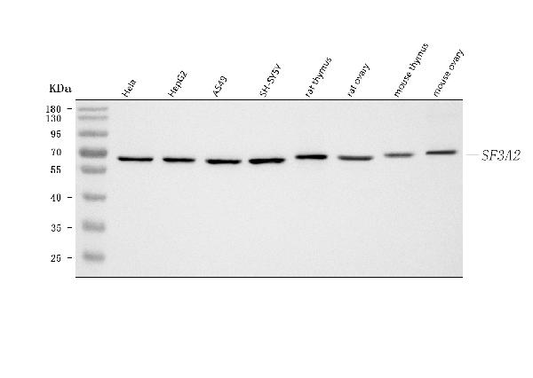 Figure 1. Western blot analysis of SF3A2 using anti-SF3A2 antibody (A11289-2). Electrophoresis was performed on a 5-20% SDS-PAGE gel at 70V (Stacking gel) / 90V (Resolving gel) for 2-3 hours. The sample well of each lane was loaded with 30 ug of sample under reducing conditions. Lane 1: human Hela whole cell lysates, Lane 2: human HepG2 whole cell lysates, Lane 3: human A549 whole cell lysates, Lane 4: human SH-SY5Y whole cell lysates, Lane 5: rat thymus tissue lysates, Lane 6: rat ovary tissue lysates, Lane 7: mouse thymus tissue lysates, Lane 8: mouse ovary tissue lysates. After electrophoresis, proteins were transferred to a nitrocellulose membrane at 150 mA for 50-90 minutes. Blocked the membrane with 5% non-fat milk/TBS for 1.5 hour at RT. The membrane was incubated with rabbit anti-SF3A2 antigen affinity purified polyclonal antibody (Catalog # A11289-2) at 0.25 microg/mL overnight at 4°C, then washed with TBS-0.1%Tween 3 times with 5 minutes each and probed with a goat anti-rabbit IgG-HRP secondary antibody at a dilution of 1:5000 for 1.5 hour at RT. The signal is developed using an Enhanced Chemiluminescent detection (ECL) kit (Catalog # EK1002) with Tanon 5200 system. A specific band was detected for SF3A2 at approximately 66 kDa. The expected band size for SF3A2 is at 49,60,66 kDa.