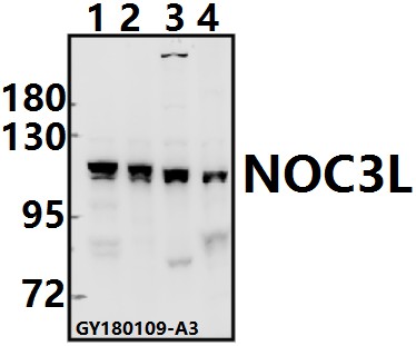 a11293 1 noc3l primary antiboties wb testing 1
