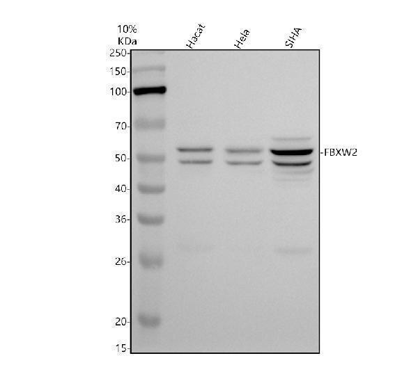 Western blot analysis of FBXW2 using anti-FBXW2 antibody (A11297-2)