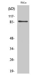 Western Blot analysis of various cells using UTP14A Polyclonal Antibody diluted at 1:500