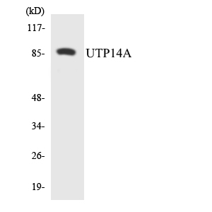 Western blot analysis of the lysates from 293 cells using UTP14A antibody