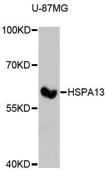 Western blot analysis of extracts of U-87MG cells, using HSPA13 antibody at 1:3000 dilution
