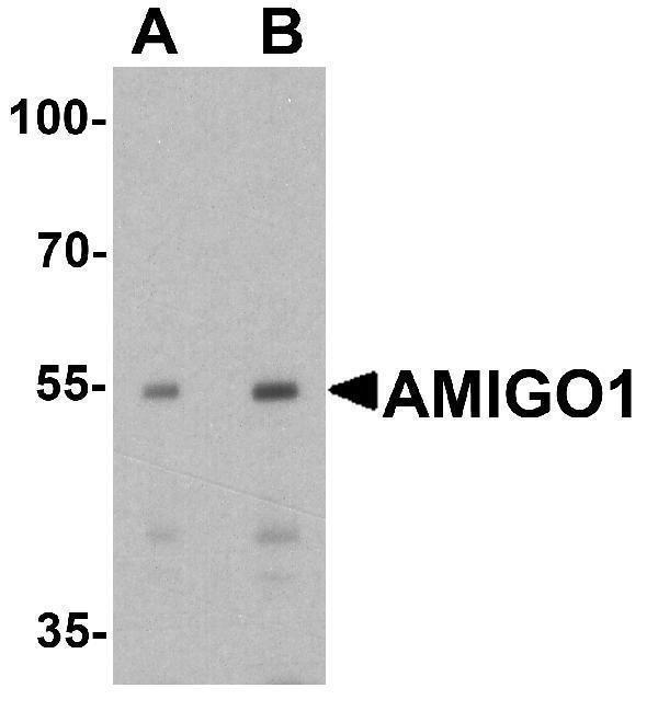 Western blot analysis of AMIGO1 in HeLa cell lysate with AMIGO1 antibody at (A) 1 and (B) 2 μg/ml