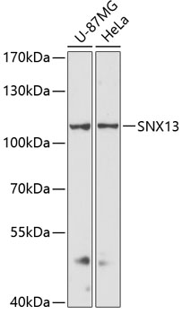 Western blot analysis of extracts of various cell lines, using SNX13 antibody  at 1:3000 dilution