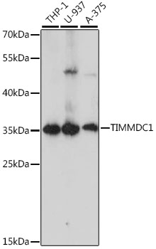 Western blot analysis of extracts of various cell lines, using TIMMDC1 antibody  at 1:1000 dilution