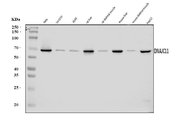 Figure 1. Western blot analysis of DNAJC11 using anti-DNAJC11 antibody (A11307-1). Electrophoresis was performed on a 5-20% SDS-PAGE gel at 70V (Stacking gel) / 90V (Resolving gel) for 2-3 hours. The sample well of each lane was loaded with 30 ug of sample under reducing conditions. Lane 1: human Hela whole cell lysates, Lane 2: human SH-SY5Y whole cell lysates, Lane 3: human A549 whole cell lysates, Lane 4: rat liver tissue lysates, Lane 5: rat skeletal muscle tissue lysates, Lane 6: mouse liver tissue lysates, Lane 7: mouse skeletal muscle tissue lysates, Lane 8: human HepG2 whole cell lysates. After electrophoresis, proteins were transferred to a nitrocellulose membrane at 150 mA for 50-90 minutes. Blocked the membrane with 5% non-fat milk/TBS for 1.5 hour at RT. The membrane was incubated with rabbit anti-DNAJC11 antigen affinity purified polyclonal antibody (Catalog # A11307-1) at 0.25 microg/mL overnight at 4°C, then washed with TBS-0.1%Tween 3 times with 5 minutes each and probed with a goat anti-rabbit IgG-HRP secondary antibody at a dilution of 1:5000 for 1.5 hour at RT. The signal is developed using an Enhanced Chemiluminescent detection (ECL) kit (Catalog # EK1002) with Tanon 5200 system. A specific band was detected for DNAJC11 at approximately 63 kDa. The expected band size for DNAJC11 is at 63 kDa.
