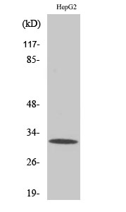 Western Blot analysis of HepG2 cells using PITPβ Polyclonal Antibody diluted at 1:2000