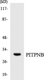 Western blot analysis of the lysates from K562 cells using PITPNB antibody