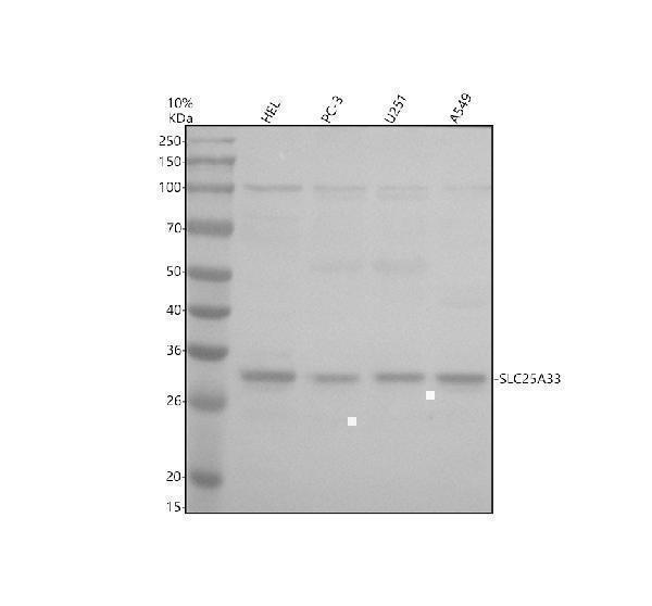 Western blot analysis of SLC25A33 using anti-SLC25A33 antibody (A11323-2)