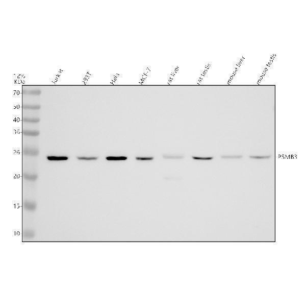 Western blot analysis of PSMB3 using anti-PSMB3 antibody (A11330-1)