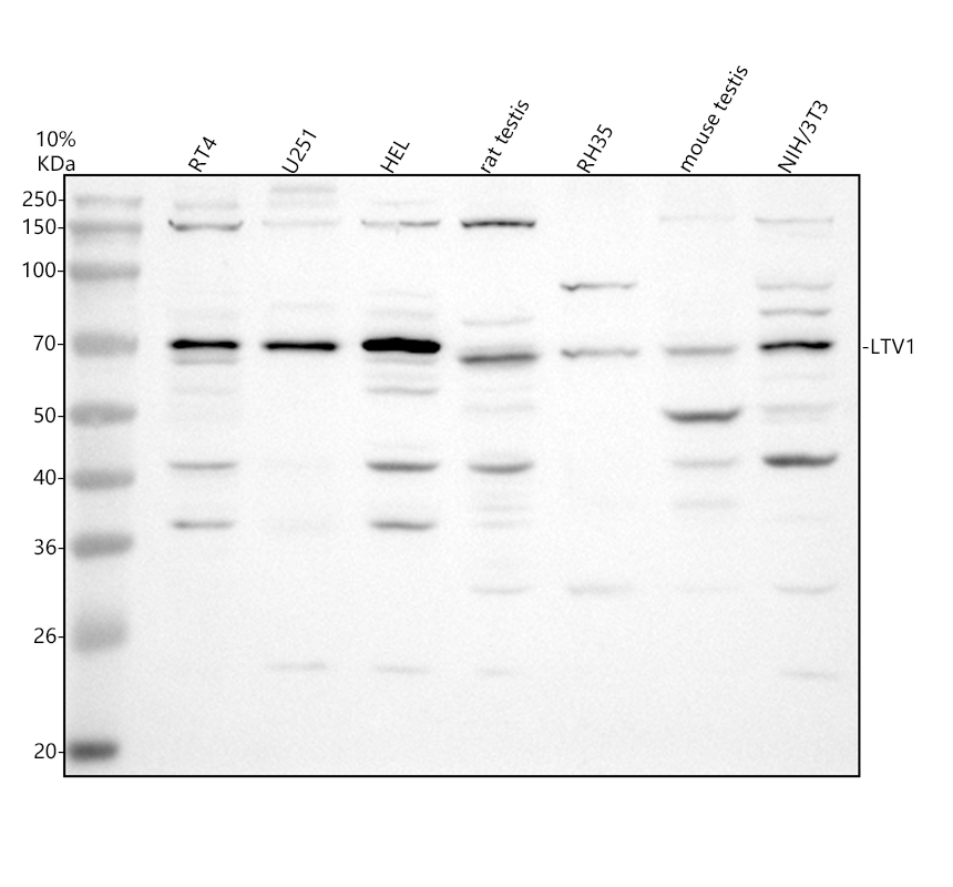 a11340 1 ltv1 primary antibodies wb testing 1