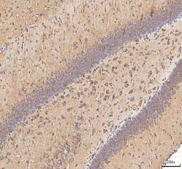 a11341 2 impad1 primary antibodies ihc testing 12