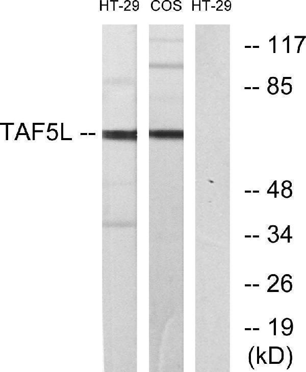 a11343 1 taf5l primary antibodies wb testing 2