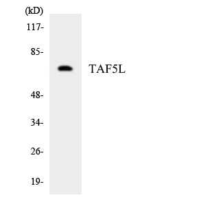 a11343 1 taf5l primary antibodies wb testing 3