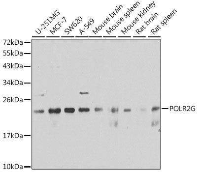 Western blot analysis of extracts of various cell lines, using POLR2G antibody  at 1:1000 dilution