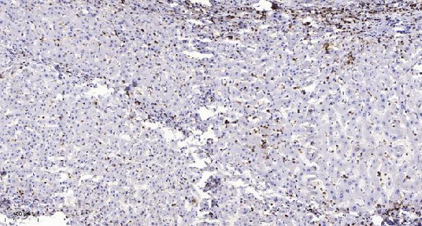 a11350 mphosph9 primary antibodies ihc testing 1