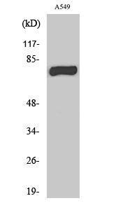a11350 mphosph9 primary antibodies wb testing 2