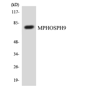 a11350 mphosph9 primary antibodies wb testing 3
