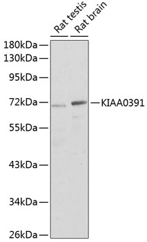 a11363 kiaa0391 primary antiboties wb testing 1