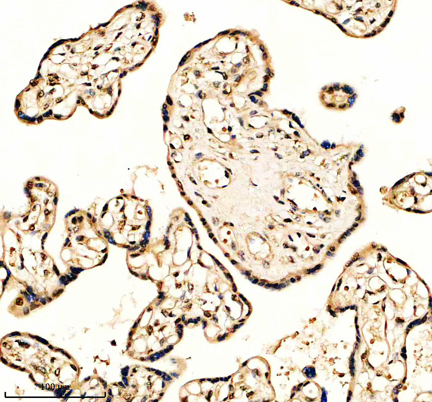 IHC analysis of UBLCP1 using anti-UBLCP1 antibody (A11366)