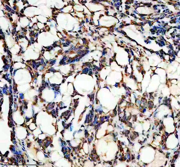IHC analysis of ERAL1 using anti-ERAL1 antibody (A11370-1)