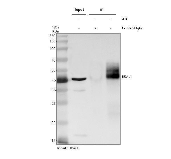 Immunoprecipitating ERAL1 in K562 whole cell lysate
