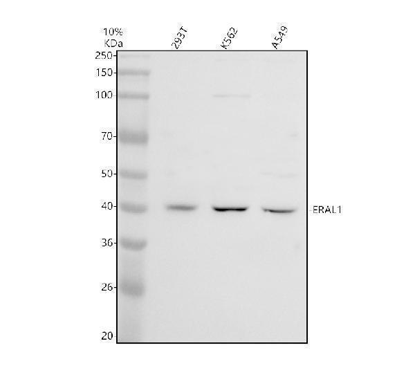 Western blot analysis of ERAL1 using anti-ERAL1 antibody (A11370-1)