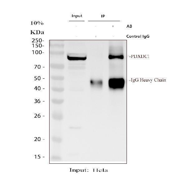a11375 2 pdxdc1 primary antibodies ip testing 1