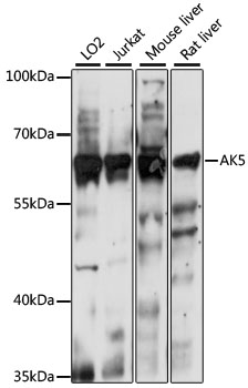 Western blot analysis of extracts of various cell lines, using AK5 antibody  at 1:1000 dilution
