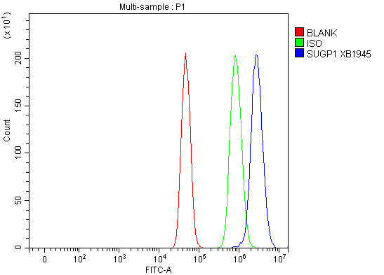 Flow Cytometry analysis of U251 cells using anti-SUGP1 antibody (A11379-1)
