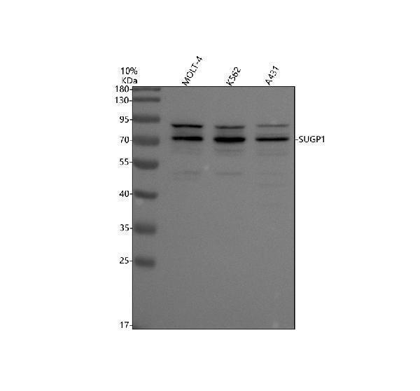 Western blot analysis of SUGP1 using anti-SUGP1 antibody (A11379-1)