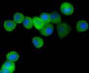 a11390 ppp1r1a primary antiboties icc testing 2