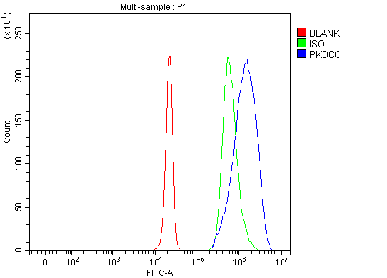 a11391 1 pkdcc primary antibodies fcm testing 11