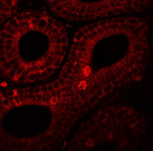 Immunofluorescence of SPINK2 in mouse testis tissue with SPINK2 antibody at 20 μg/mL