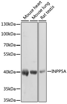 a11404 inpp5a primary antiboties wb testing 1