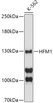 Western blot analysis of extracts of K-562 cells, using HFM1 antibody  at 1:500 dilution