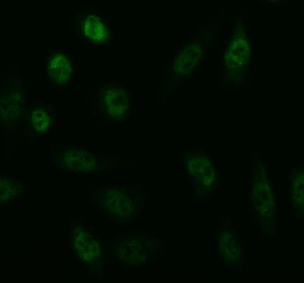 a11406 2 irf2bp1 primary antibodies if testing 24