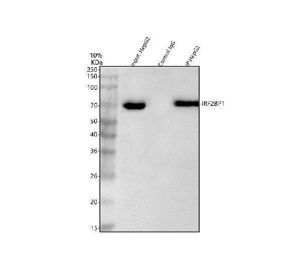 a11406 2 irf2bp1 primary antibodies ip testing 26