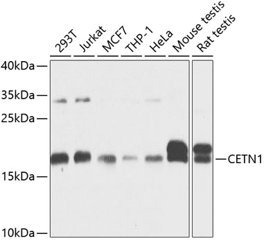Western blot analysis of extracts of various cell lines, using CETN1 antibody  at 1:1000 dilution