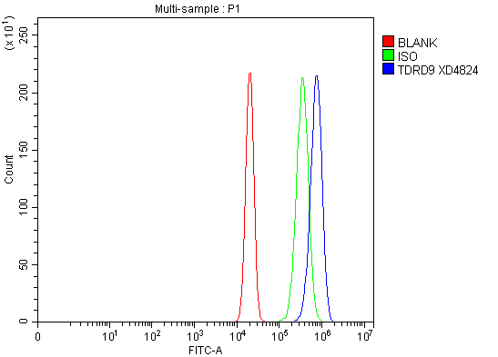 Flow Cytometry analysis of RT4 cells using anti-TDRD9 antibody (A11411)