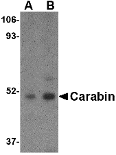 a11412 tbc1d10c primary antibodies wb testing 1