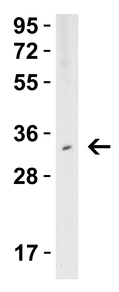 Western Blot Validation in Human Spleen
Loading: 15 μg of lysate