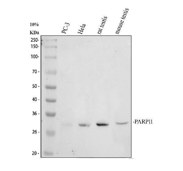 a11416 1 parp11 primary antibodies wb testing 1