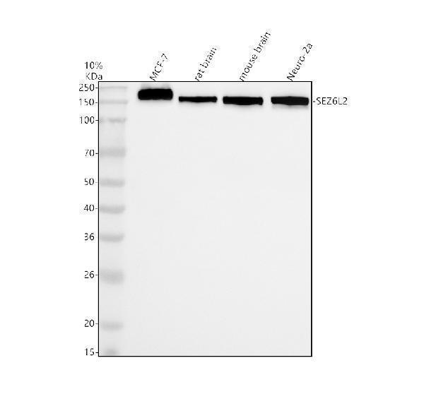 a11420 1 sez6l2 primary antibodies wb testing 1