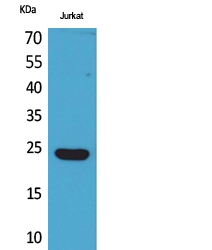 a11425 ifne primary antibodyes wb testing 1